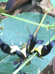 Kennedia nigricans