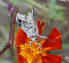 Macdunnoughia purissima