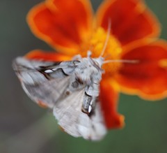 Macdunnoughia purissima