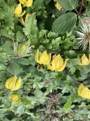 Clematis tangutica