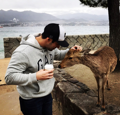 Cervus nippon