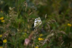 Euchloe simplonia