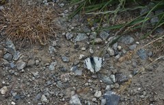 Euchloe simplonia