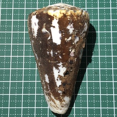 Conus leopardus
