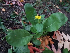 Brassica napus napus