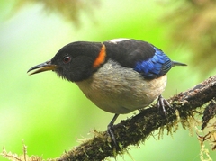 Iridophanes pulcherrimus