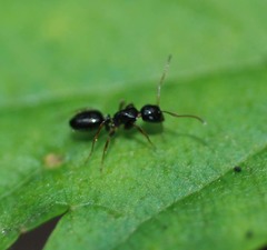 Camponotus itoi