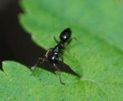 Camponotus itoi