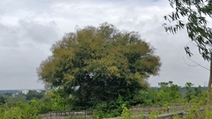 Vachellia leucophloea