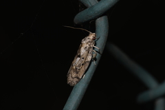 Philobota baryptera