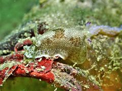 Chromodoris mandapamensis