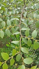 Ziziphus oenopolia