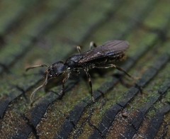 Ectomomyrmex javanus