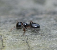 Camponotus itoi