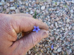 Campanula reverchonii