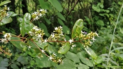 Ichnocarpus frutescens