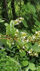 Ichnocarpus frutescens