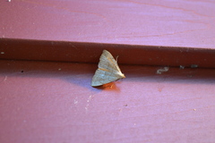 Macrochilo litophora