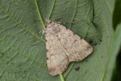 Representative image of Autophila dilucida