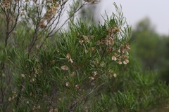 Dodonaea viscosa angustissima