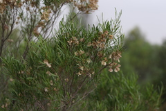 Dodonaea viscosa angustissima