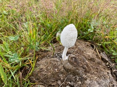 Coprinopsis nivea