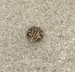 Pelophylax nigromaculatus