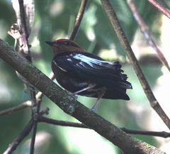 Machaeropterus deliciosus