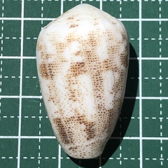 Conus arenatus