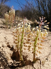 Lachenalia anguinea