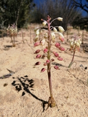Lachenalia anguinea