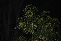 Fraxinus griffithii