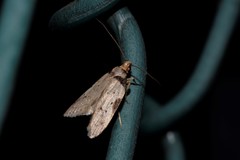 Philobota transversella