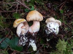 Cortinarius rubicundulus