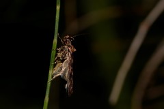Barea subviridella