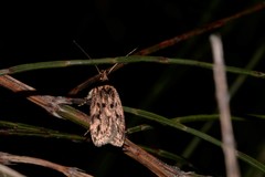 Barea subviridella