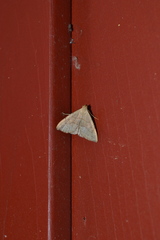 Macrochilo litophora