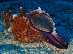 Pleuroploca trapezium