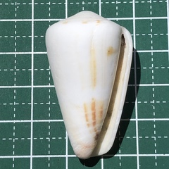 Conus planorbis