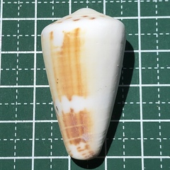 Conus planorbis