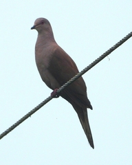 Patagioenas subvinacea