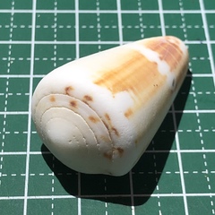 Conus planorbis