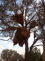 Melaniparus cinerascens