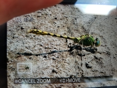 Ophiogomphus severus