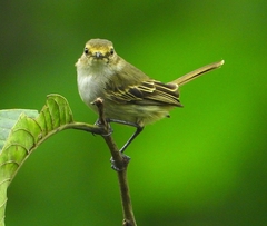 Zimmerius albigularis