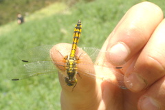 Austrothemis nigrescens