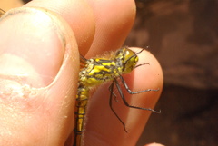 Austrothemis nigrescens