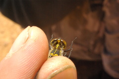 Austrothemis nigrescens