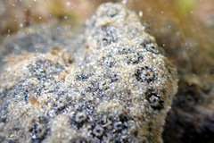 Synoicum sphinctorum