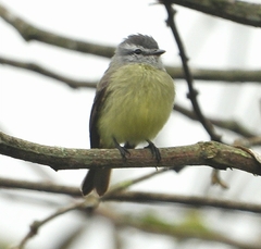 Phyllomyias griseiceps